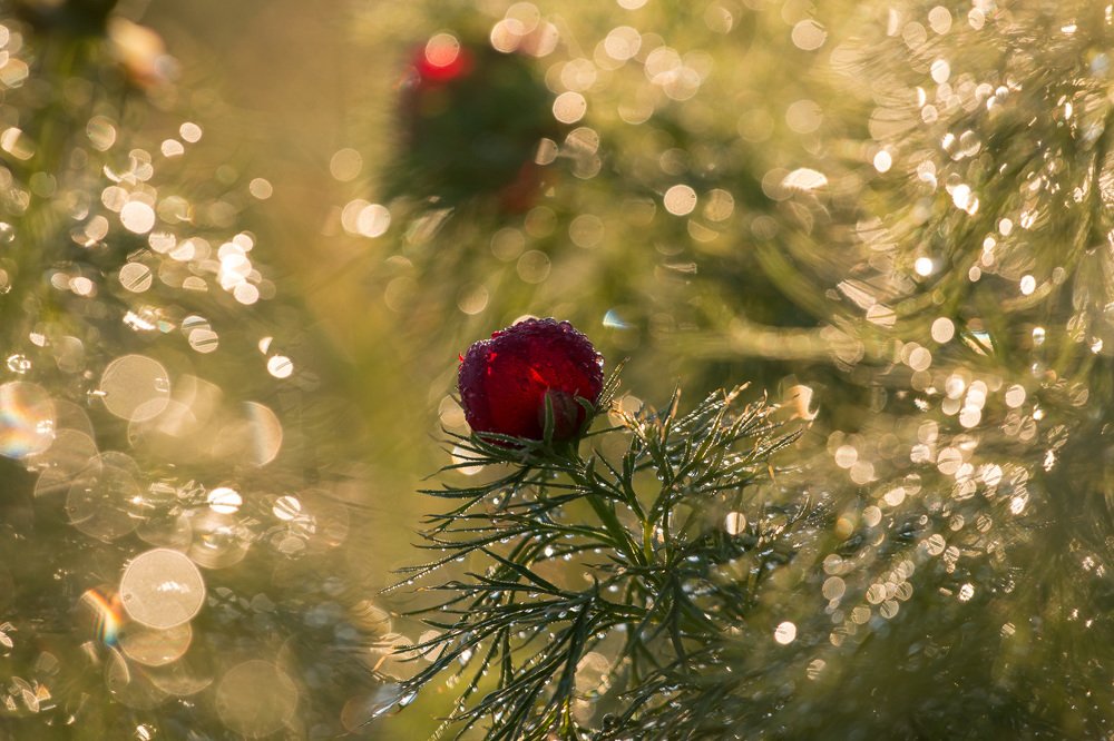 Photograph by Алексей Юденков