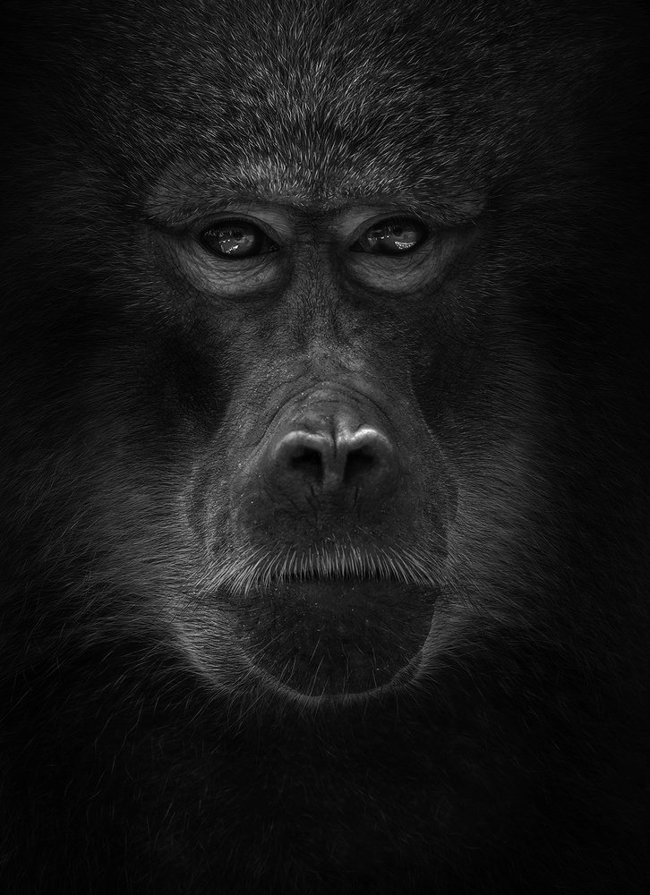 monkey portrait