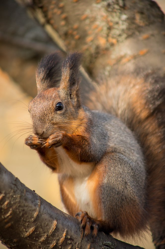 Орешек для белочки