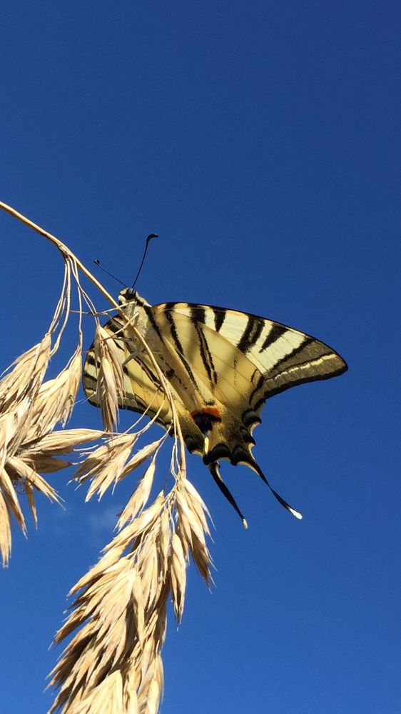podalirio (Iphiclides podalirius)
