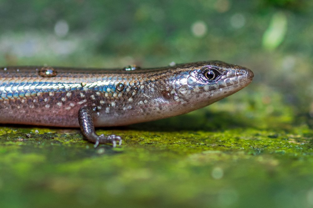 Photograph by Pinak Paul