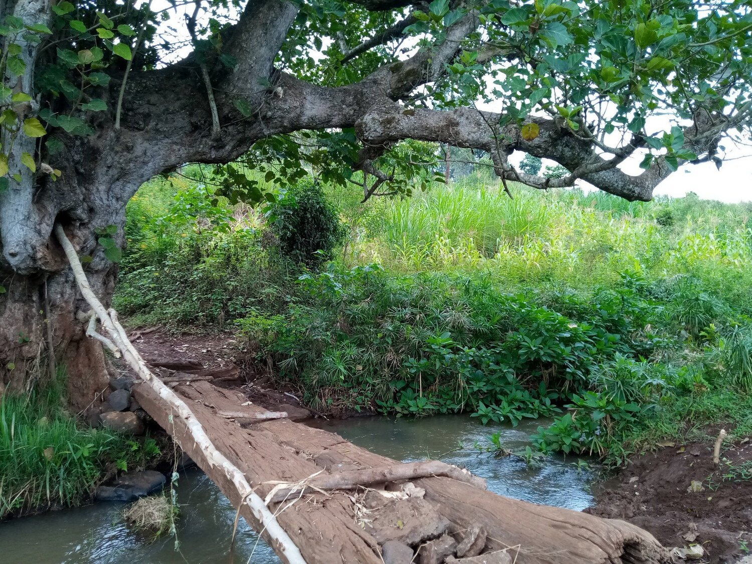 The Bridge