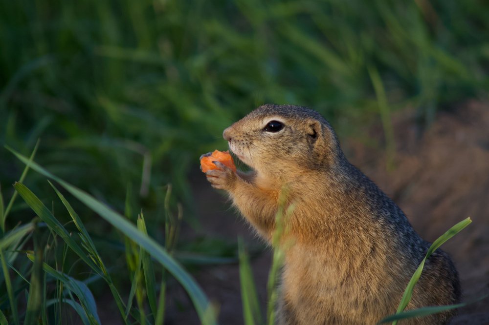 Photograph by Анастасия Полищук