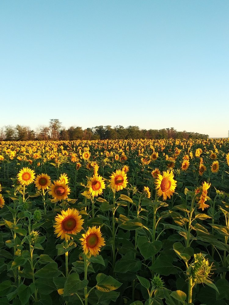 Маленькие копии солнца