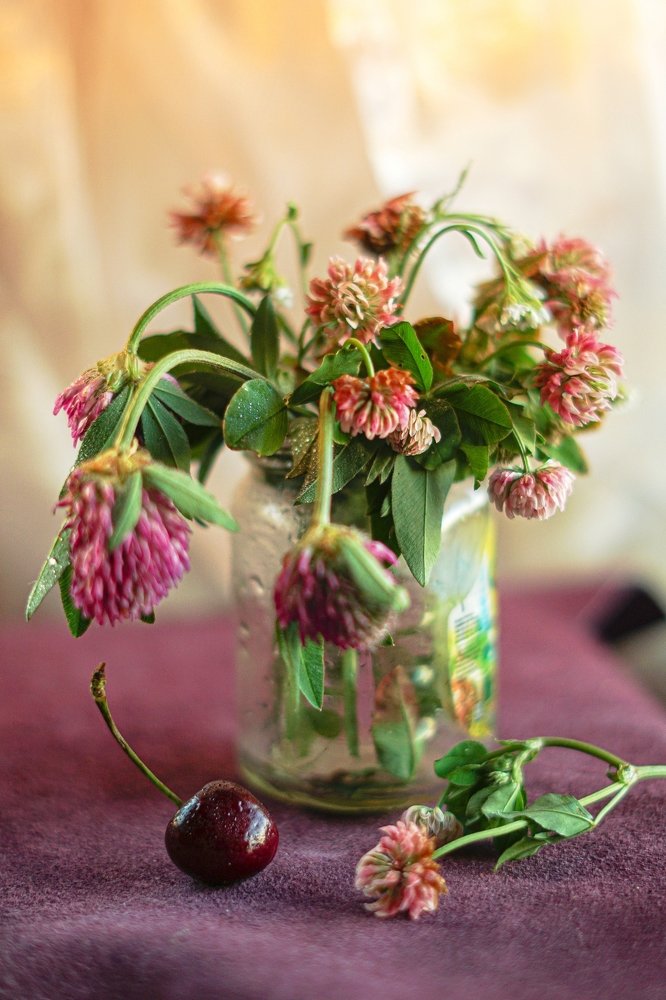 Клевер с вишней