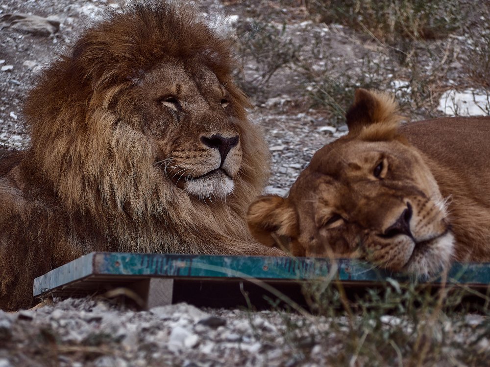 Фотография автора Игорь Игоревич