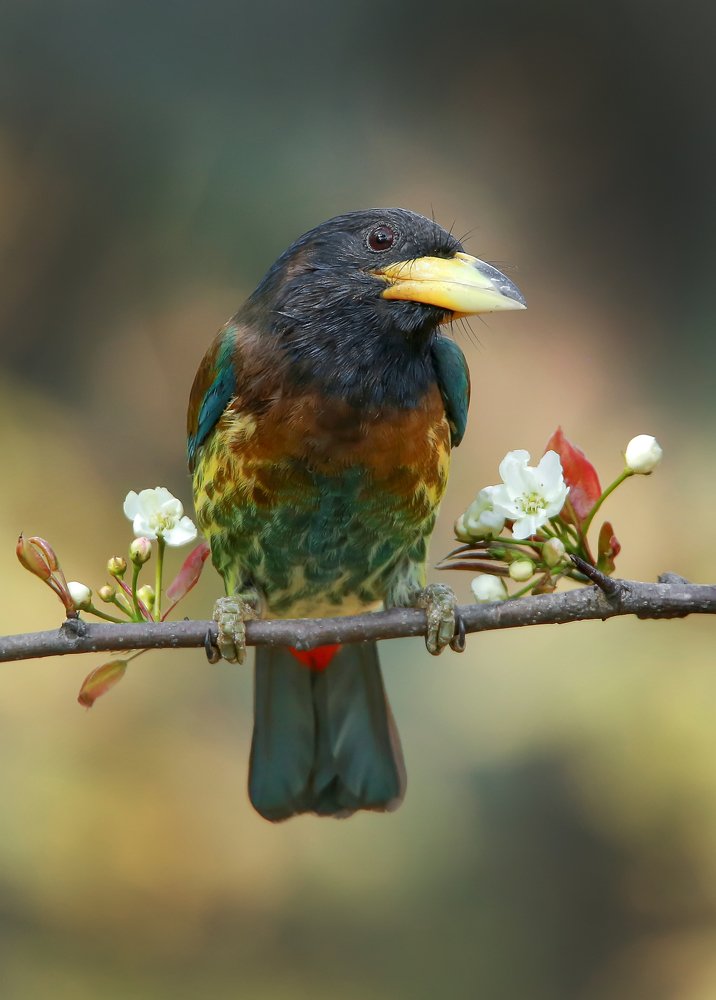 Great Barbet