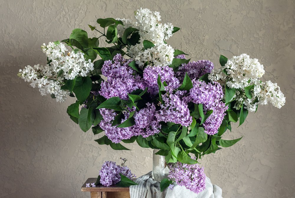 Photograph by Елена Стещенко