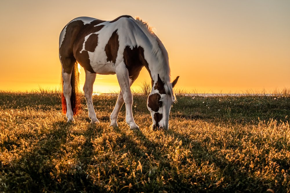 Photograph by Poul Tolderlund