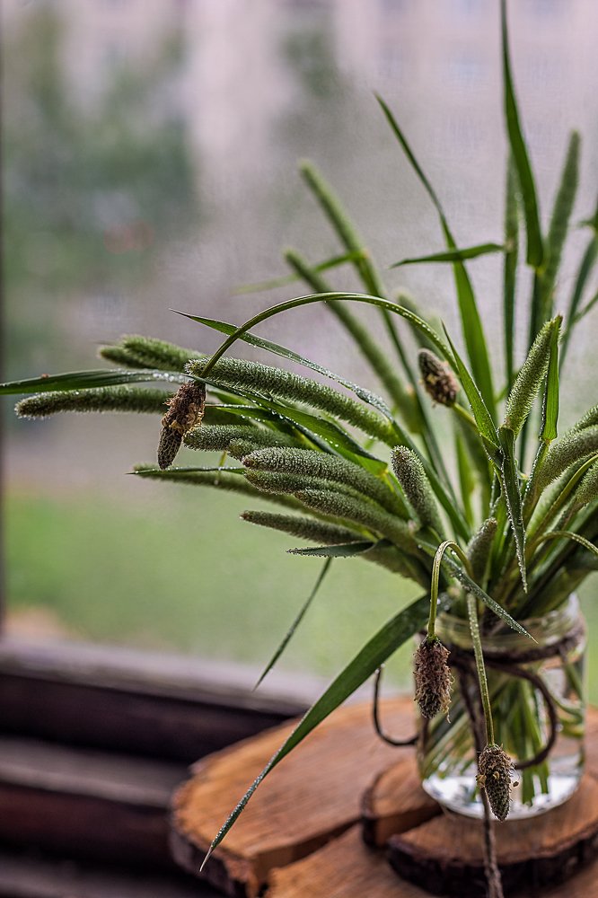 Photograph by Елена Стещенко