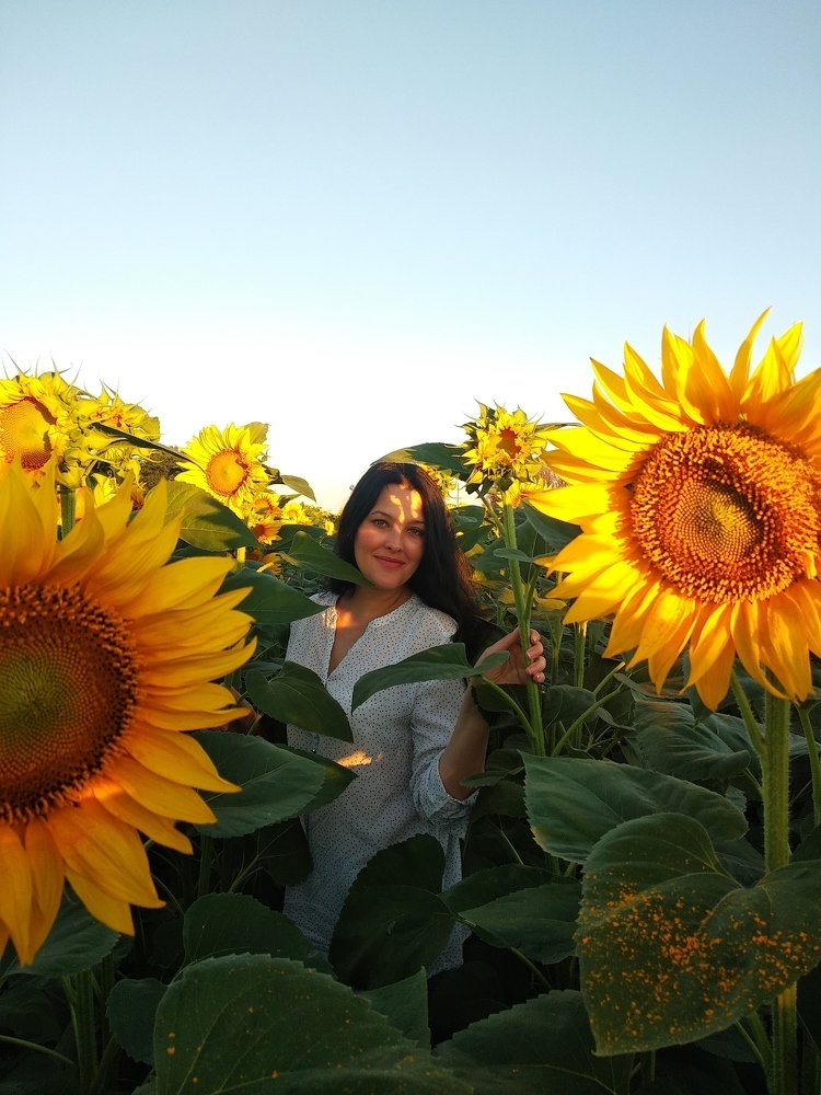 В стране подсолнухов