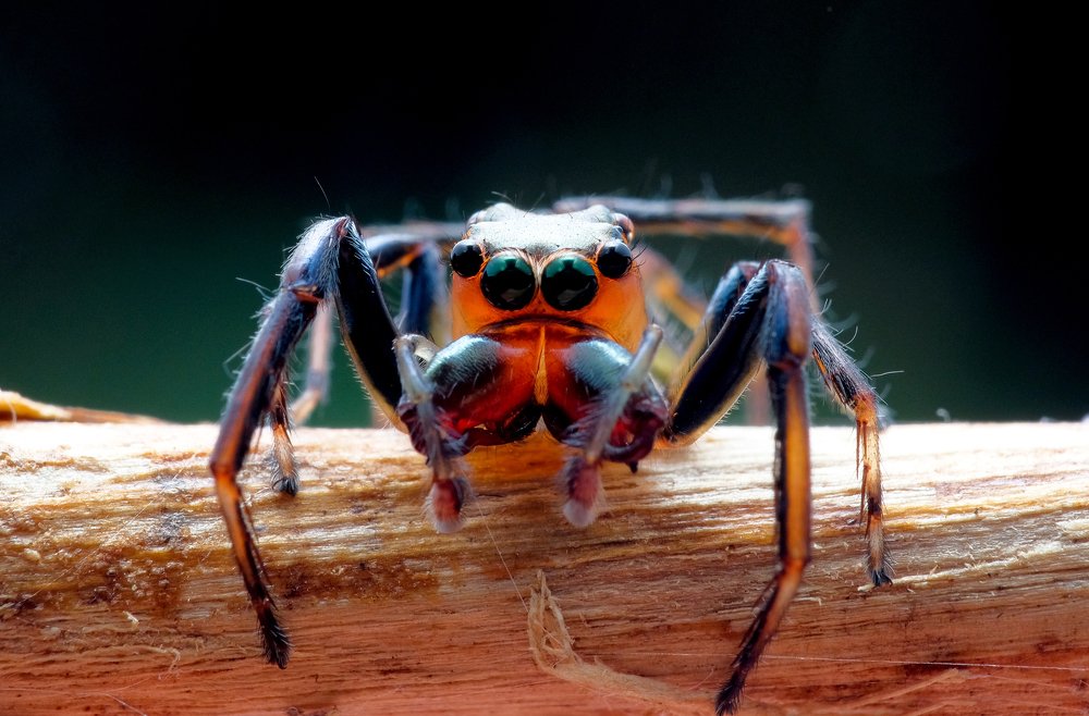 Photograph by Chuah Christopher