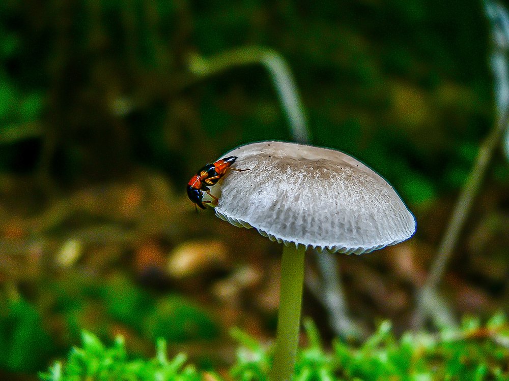 Photograph by Елена Плахотько