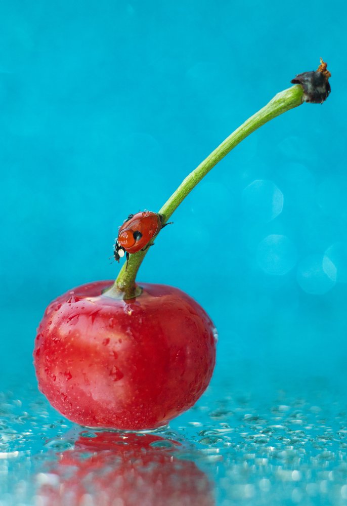 Путешествие Божьей коровки