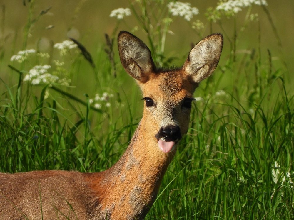 Photograph by Davorin Jurković