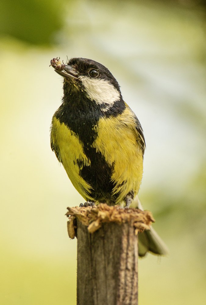 Photograph by Negru Flaviu