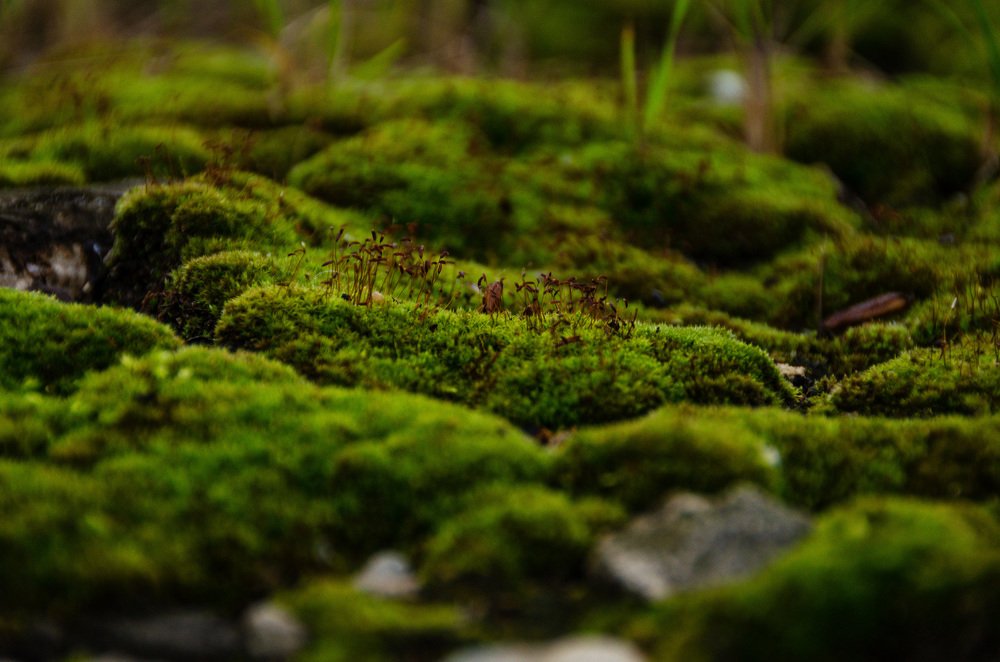 Photograph by Вадим Коробко