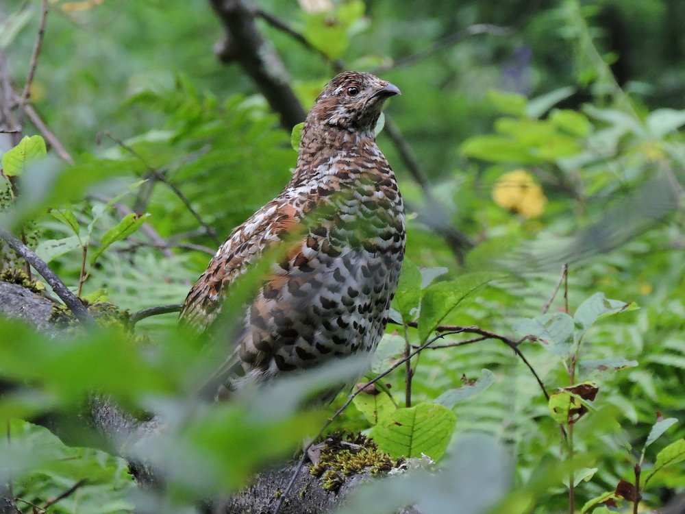 Photograph by Никита Яблоков