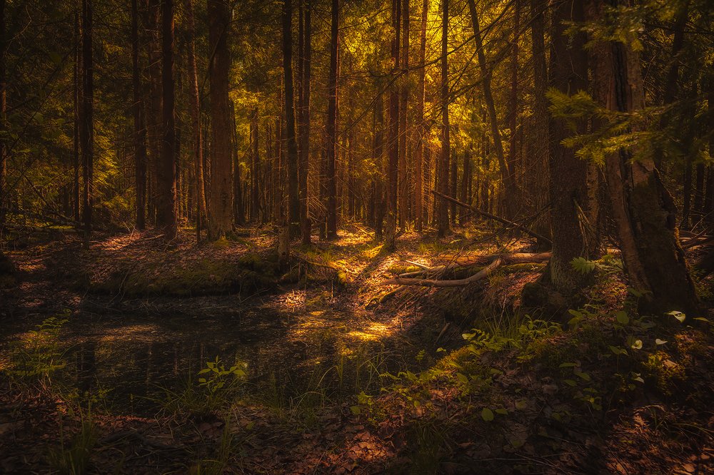 Photograph by Поляков Михаил