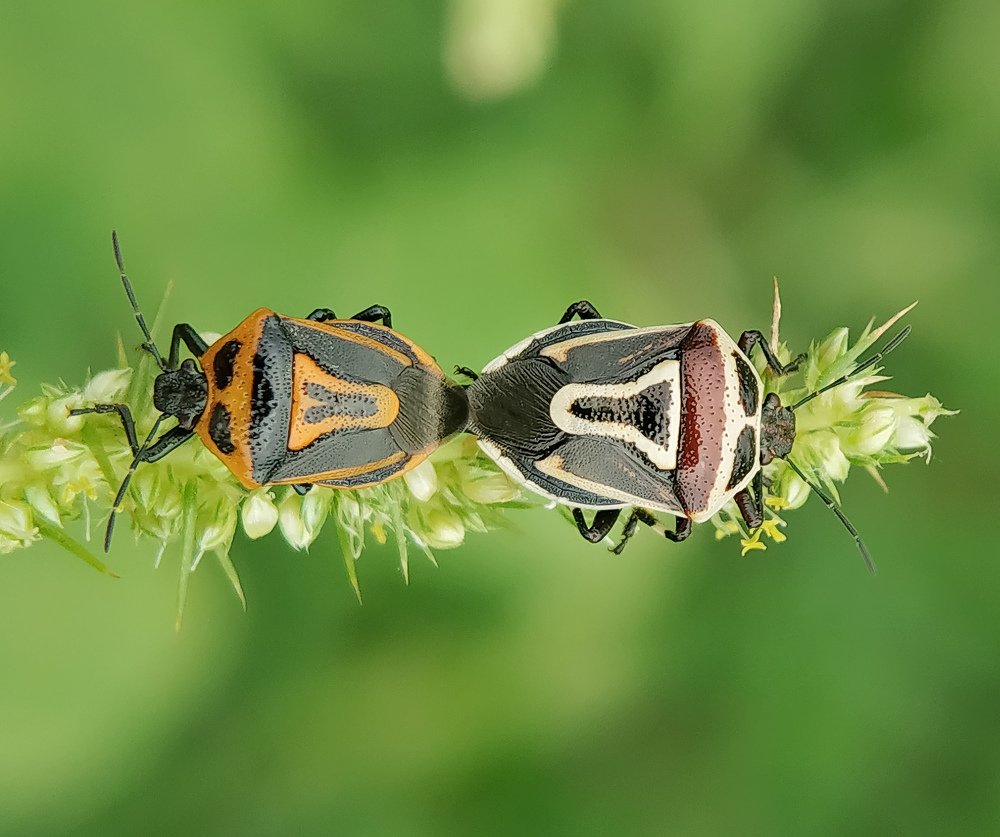 Mating frame