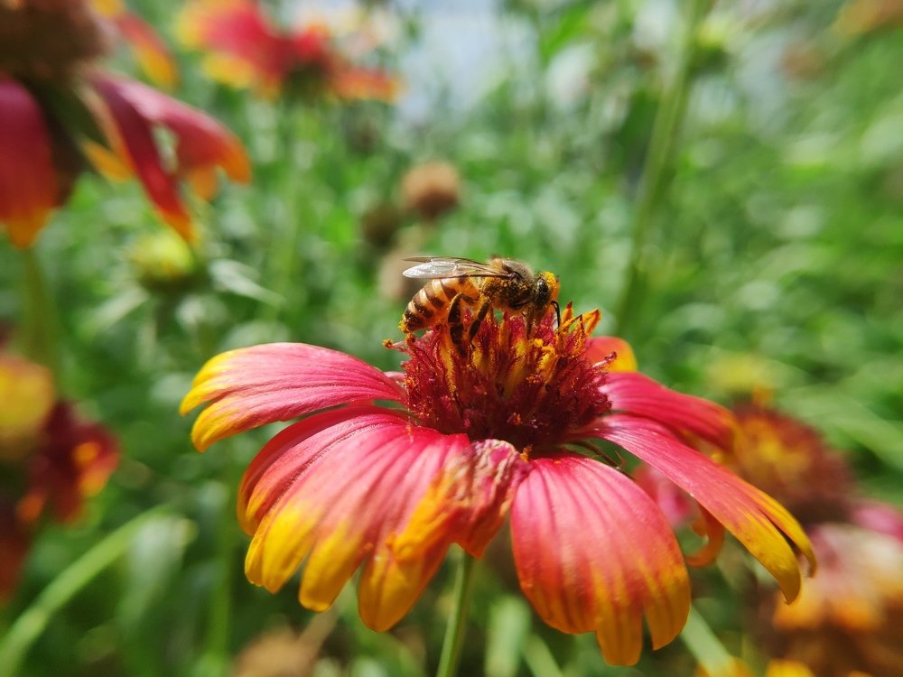 Photograph by LALUPRASAD SENAPATI