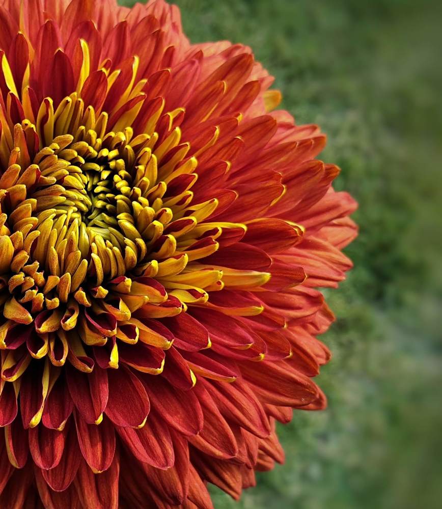 Chrysanthemum Flower-head