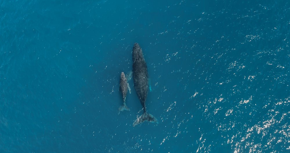 Photograph by LESIEUR Regis