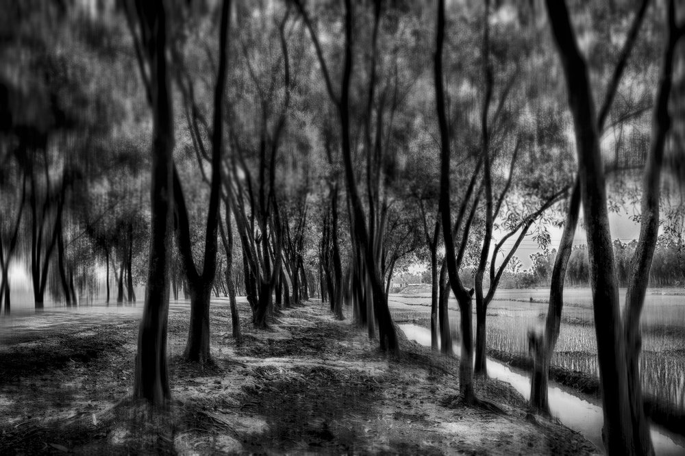 FOREST IN BLACK AND WHITE