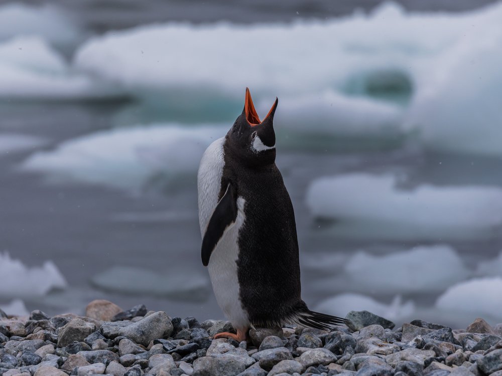 Photograph by Марина Маликова