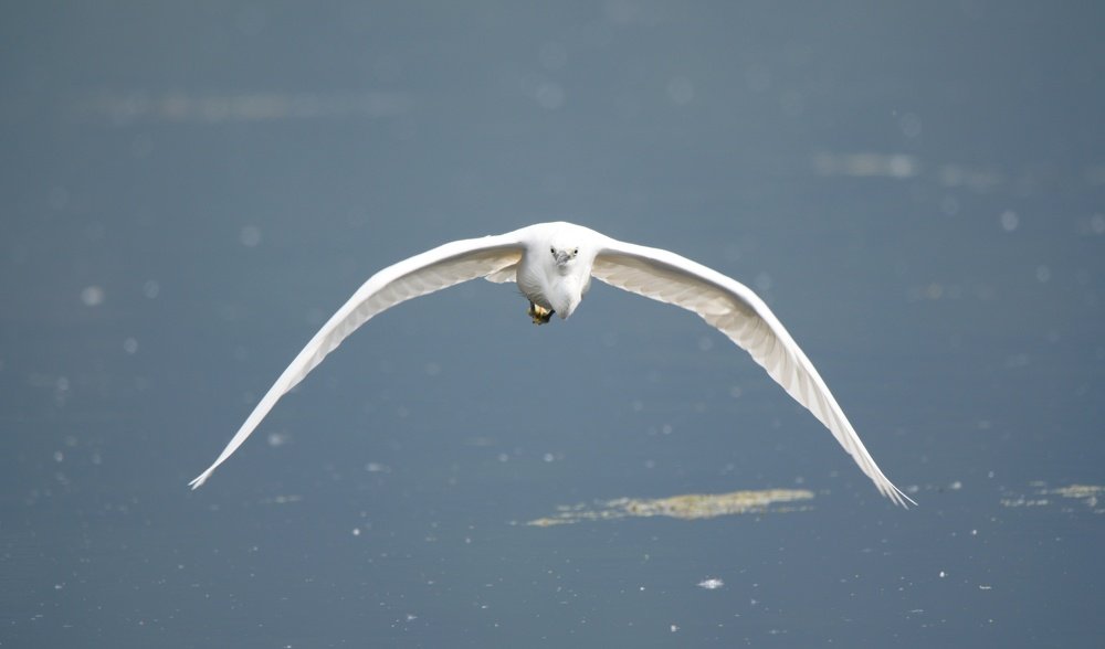 Photograph by Ansar Ahmad Bhat