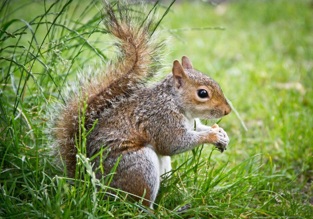 Белочка