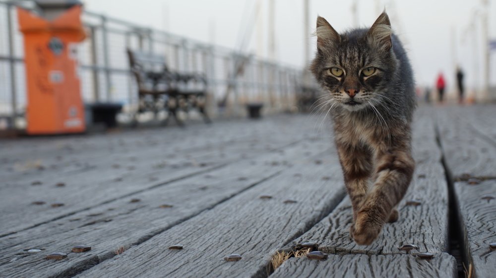 The cat with warpaint cheeks