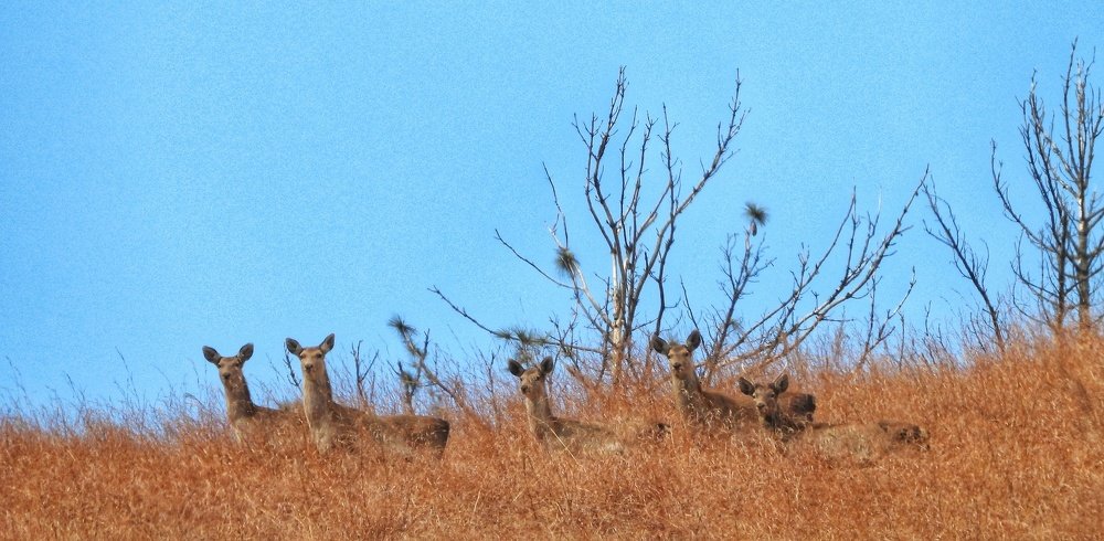 Photograph by Ansar Ahmad Bhat