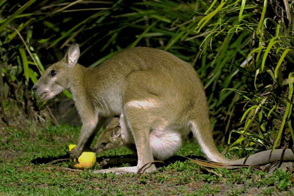 Что там вкусного у мамы