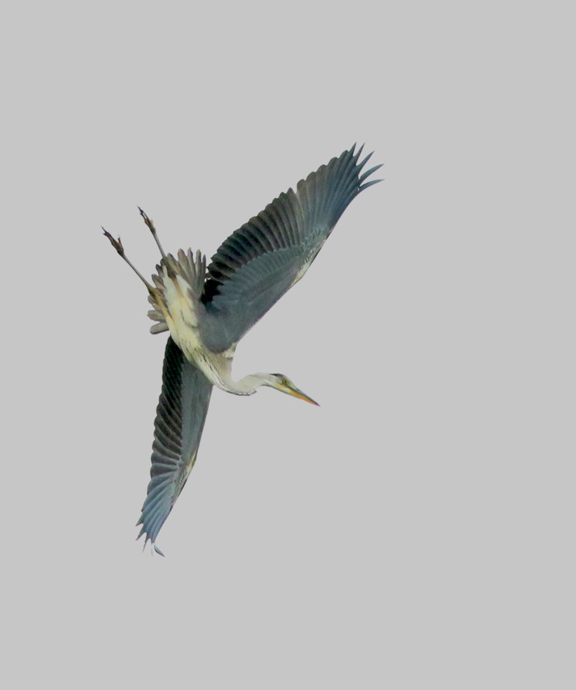 Пируэт в технике гризайль