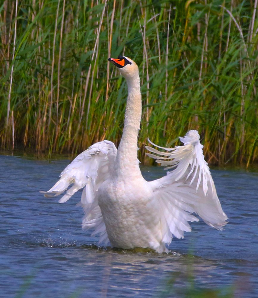 Царевна-лебедь
