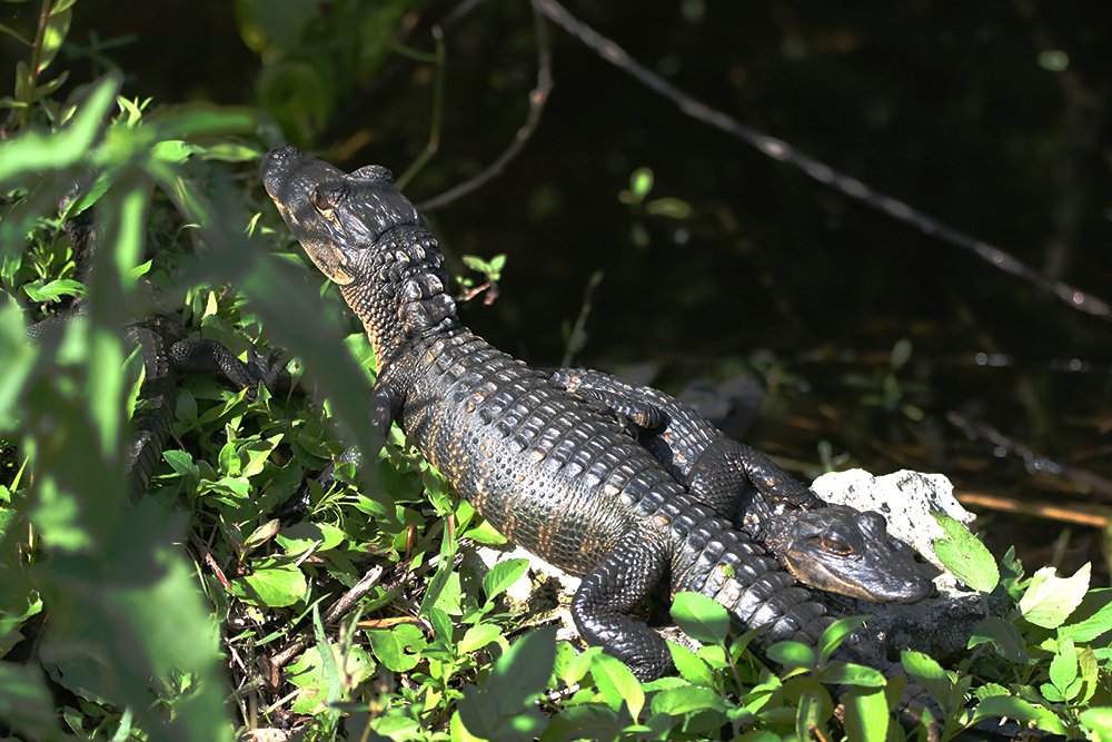Photograph by Светлана Барабанщикова