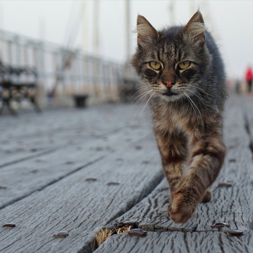 The cat with warpaint cheeks