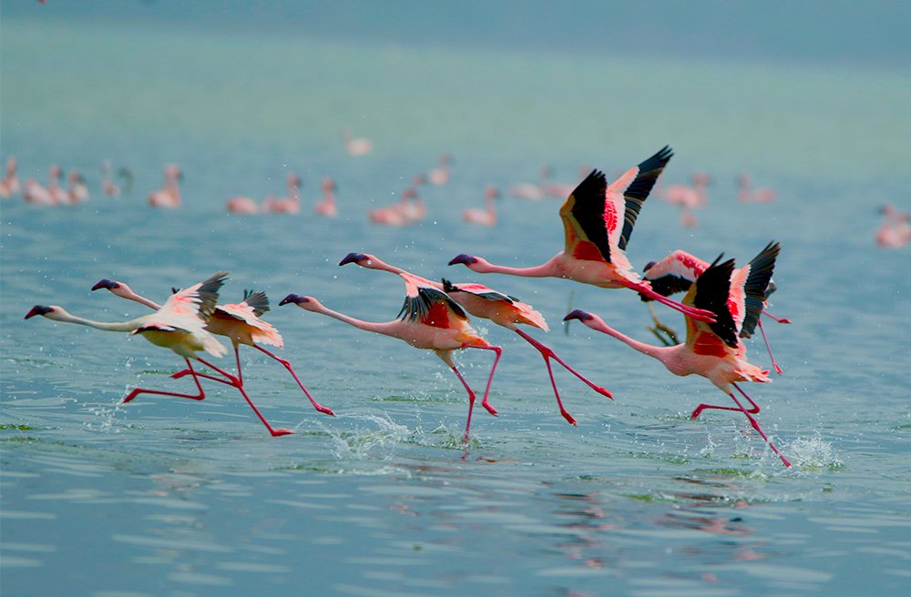 Бегущие по волнам