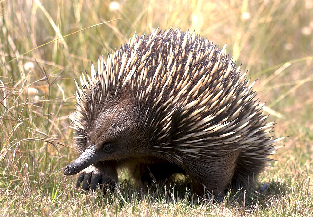 Ехидна на прогулке