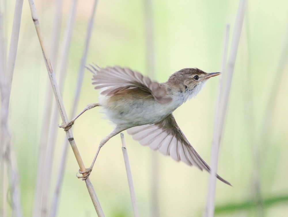 Болотная камышовка