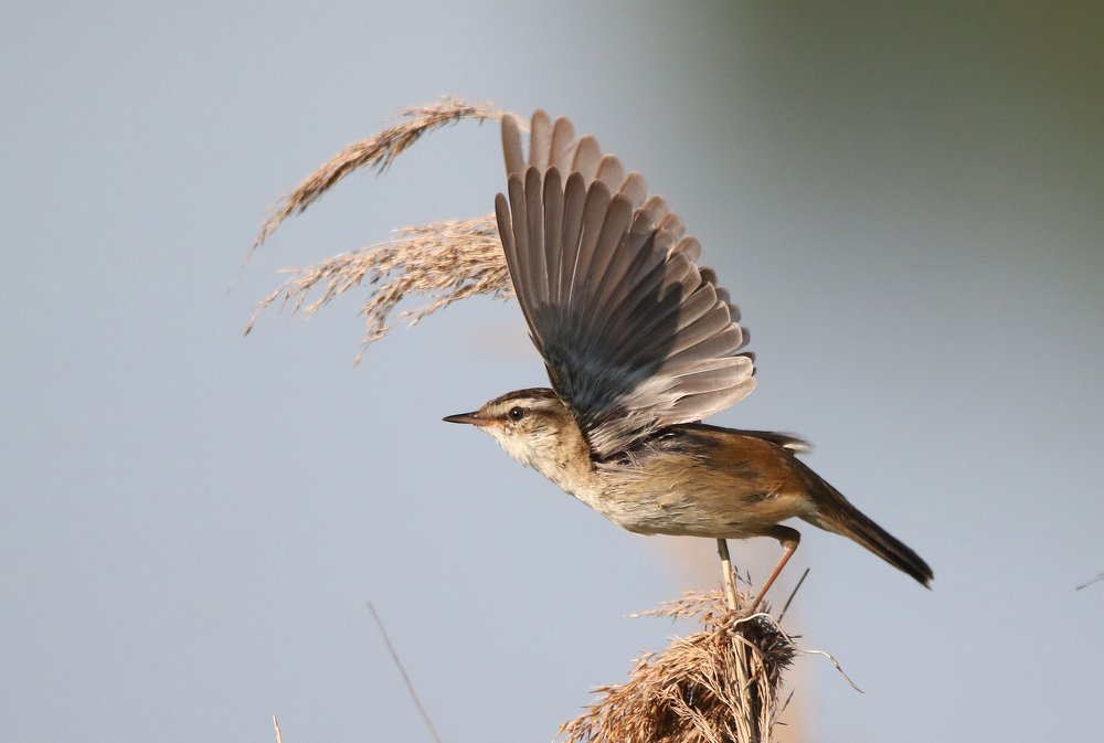 Камышовка-барсучок