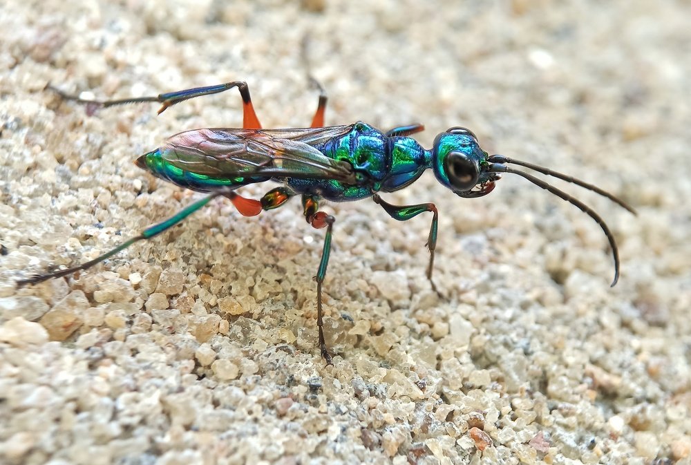 Photograph by Nimantha priyamal