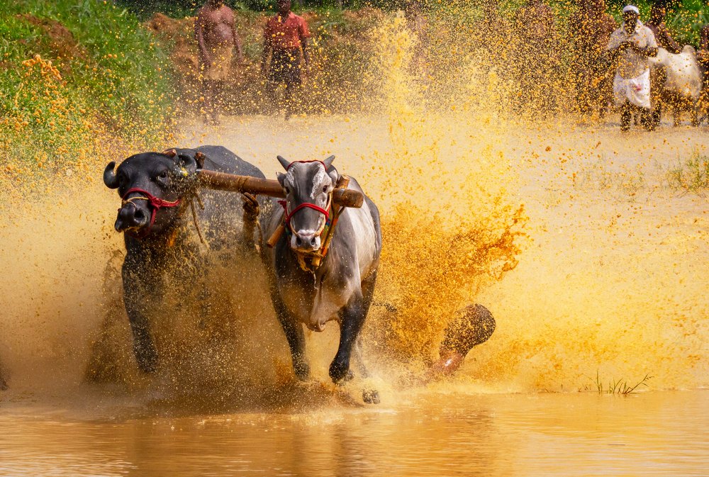 Photograph by k Ravi Reju