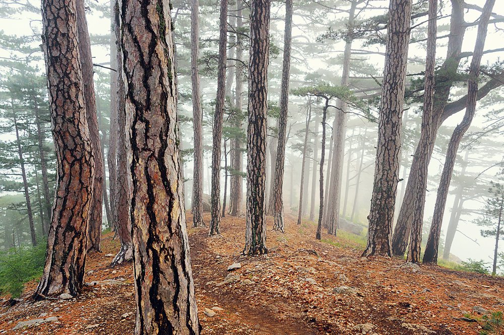 Photograph by Татьяна Никитина