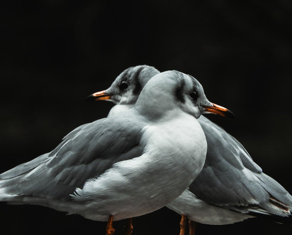 Photograph by Vitalii Neborak
