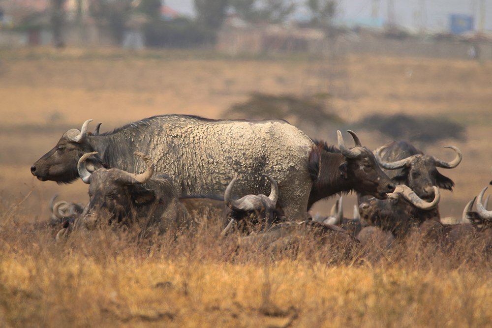 ТяниТолкай