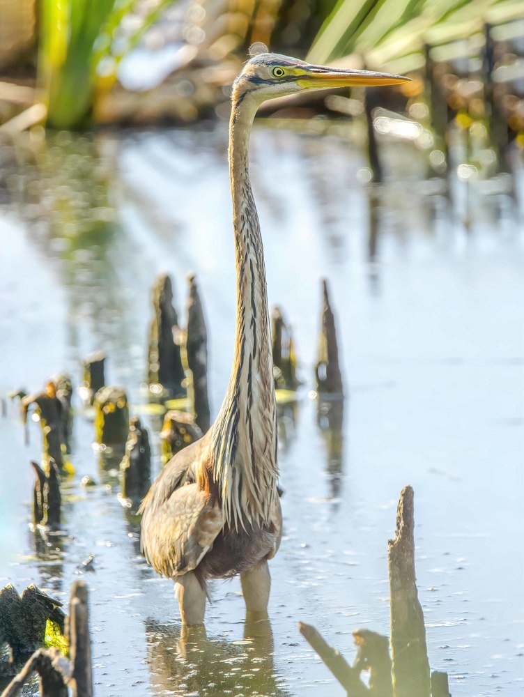 Фотография автора Joao Lelo