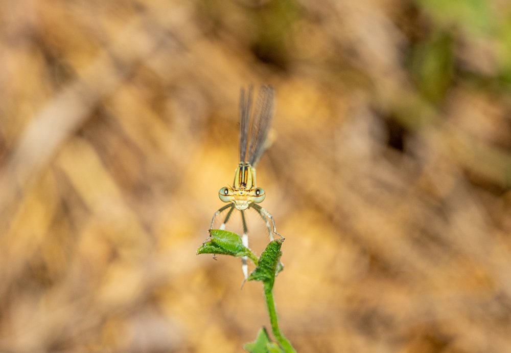 Фотография автора Dolli Pogrebnaya