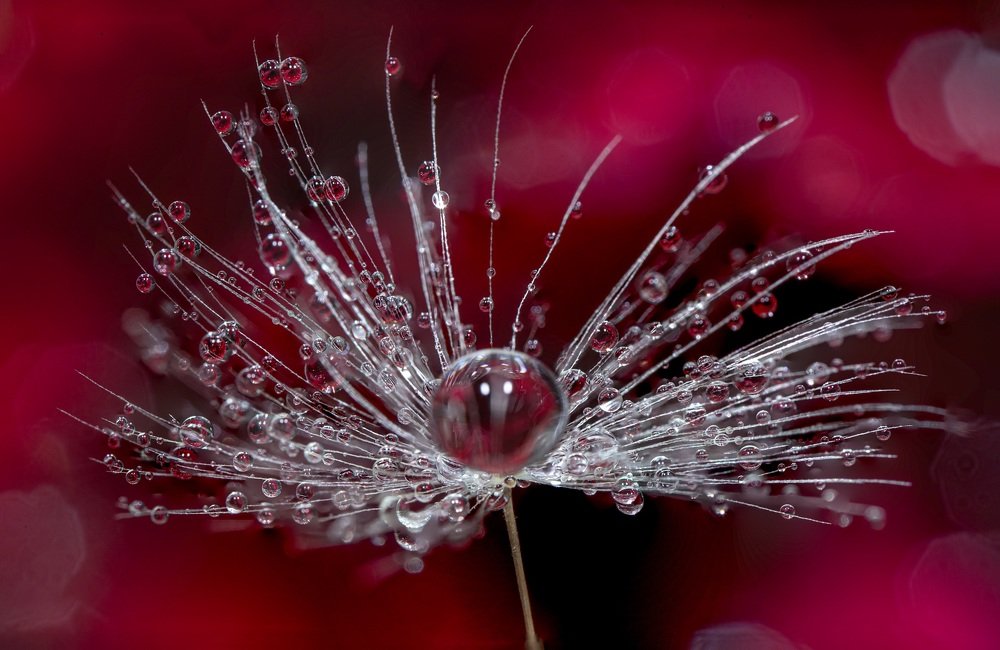 Фотография автора Dolli Pogrebnaya